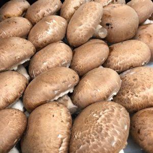 COGUMELO MARRON 500 GR