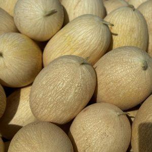 MELÃO BRANCO 3.500 KG